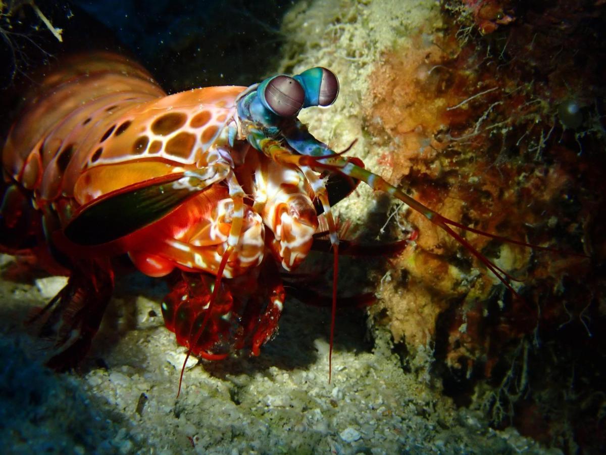 Alegria Dive Resort Luaran gambar