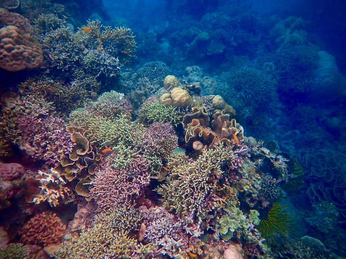 Alegria Dive Resort Luaran gambar