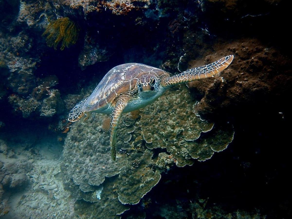 Alegria Dive Resort Luaran gambar